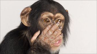 A monkey covering its face